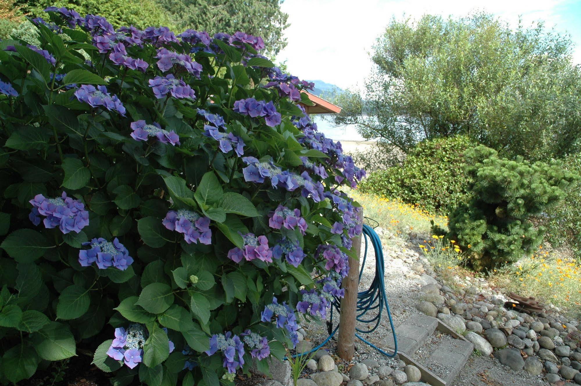 At The Shore Bed And Breakfast Sechelt Eksteriør bilde