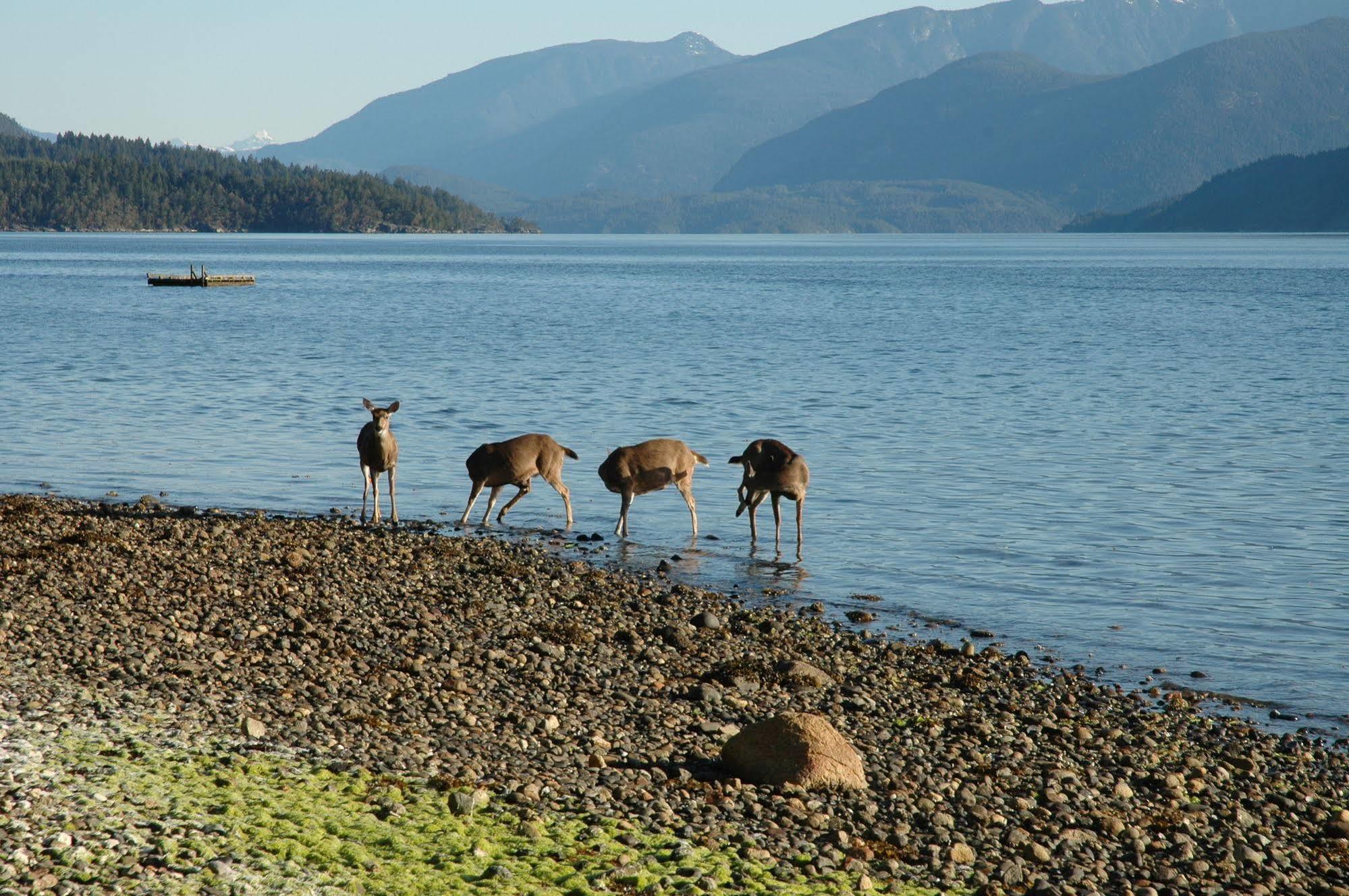 At The Shore Bed And Breakfast Sechelt Eksteriør bilde