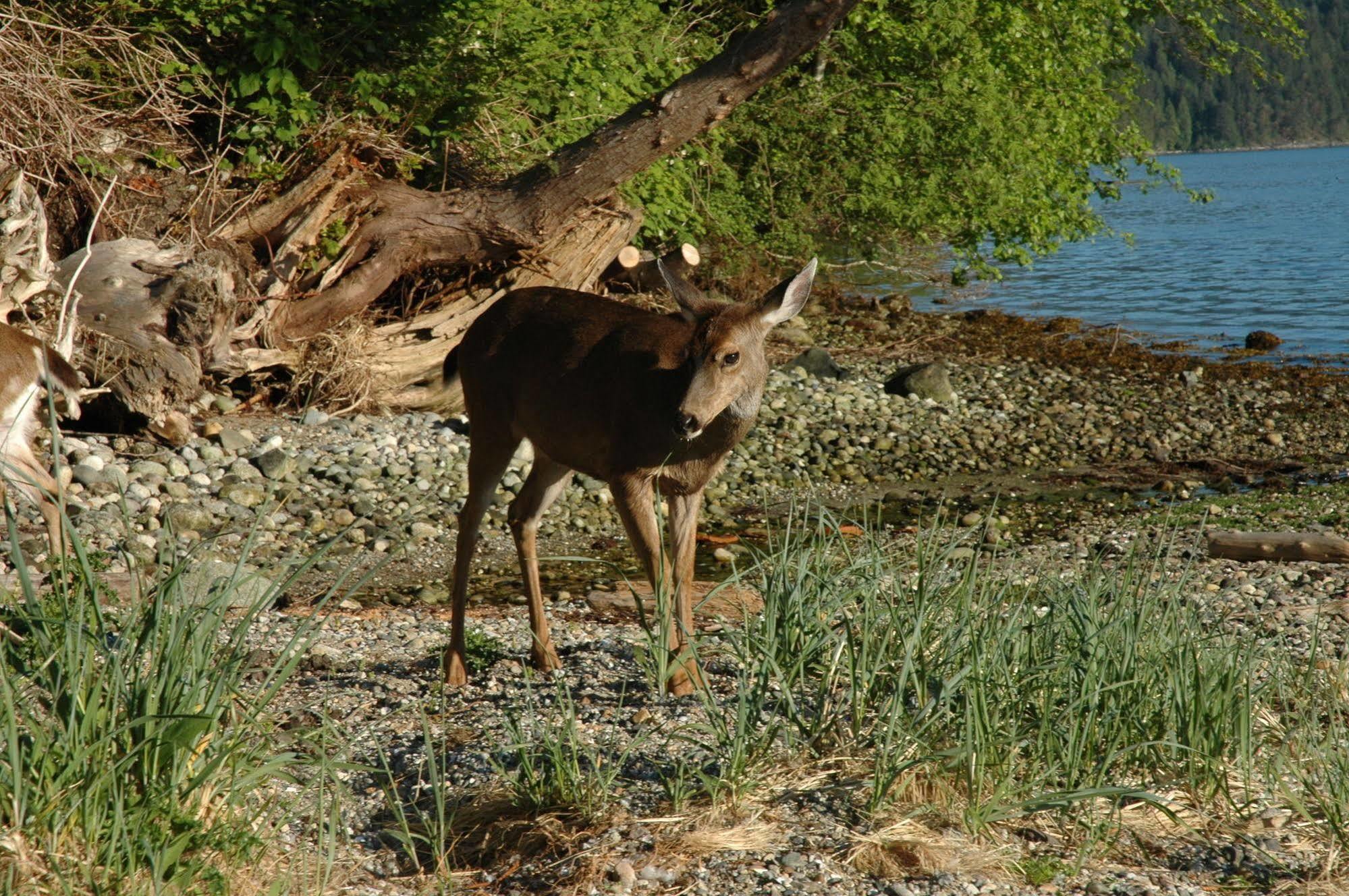 At The Shore Bed And Breakfast Sechelt Eksteriør bilde